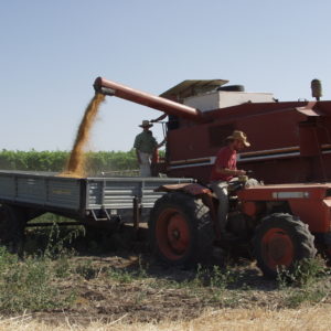 Raccolta Grano