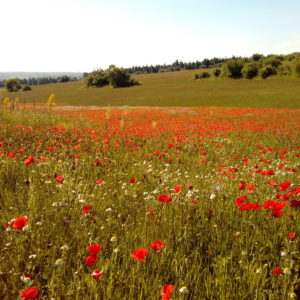 Campo Papaveri