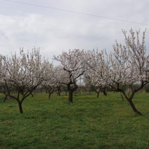 Alberi In Fiore