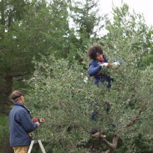 Raccolta Olive