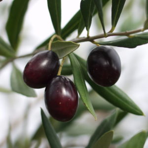 Raccolta Olive