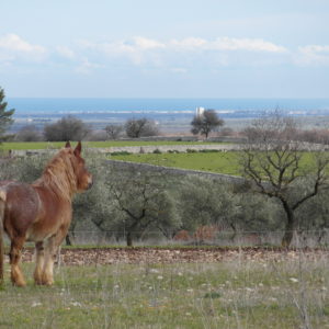 Panorama Murgia